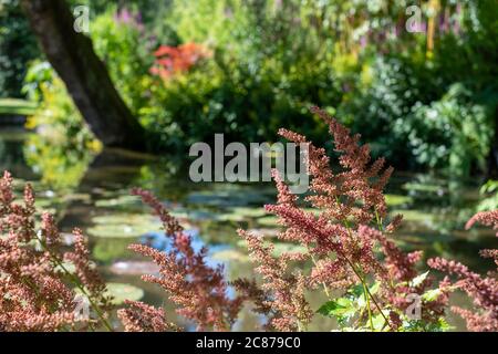 Fluffy pink astilbe flowers around the lake at the Leckford Estate, Longstock, Hampshire UK Stock Photo