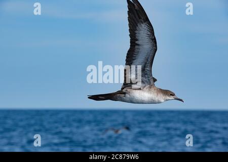 pink-footed shearwater, Ardenna creatopus or Puffinus creatopus, flying offshore from southern Costa Rica, Central America ( Eastern Pacific Ocean ) Stock Photo