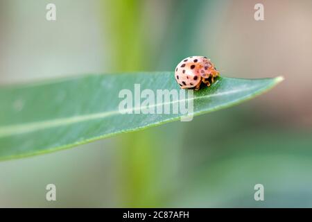 ladybird beetle insect on leaf over green blur background, selective focus Stock Photo