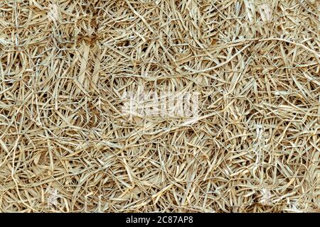 Hay dry grass backdrop background texture Stock Photo