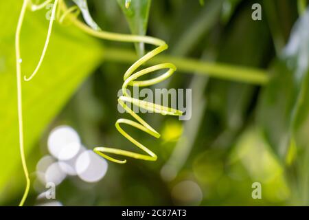 Beautiful spiral plant vine over green blurry background Stock Photo