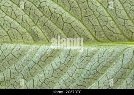 Highly detailed image of green leaf texture, background Stock Photo