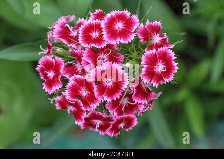 Dianthus barbatus, sweet william flower plant blooming over green blurry background Stock Photo