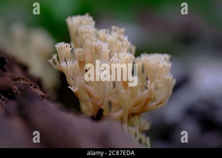Crown coral fungi (Clavicorona pyxidata) on a well rotted log in Gatineau Park, Quebec, Canada. Stock Photo