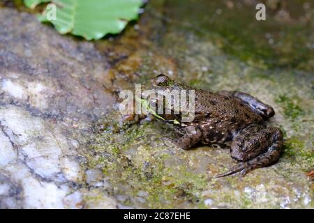 Green Frog (Lithobates clamitans) on the edge of a pool at the base of a waterfall in Gatineau Park, Quebec, Canada. Stock Photo