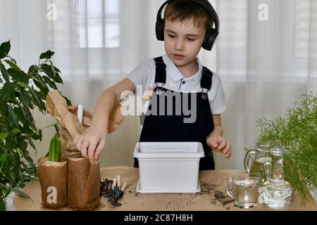 The boy is engaged in the planting of hyacinths. Accepted for bulbous seedlings of flowers, packed in paper. Stock Photo