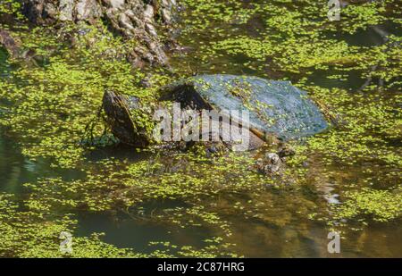Common Snapping Turtle at water's surface while covered in underwater vegetation and green duckweed of wetlands area, Castle Rock Colorado USA. Stock Photo