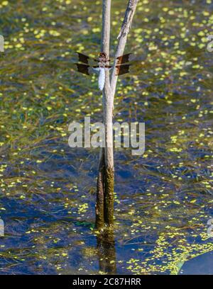 Male Common Whitetail Skimmer dragonfly (Plathemis lydia) rests on willow stem near edge of wetlands pond, Castle Rock Colorado USA. Photo taken July. Stock Photo