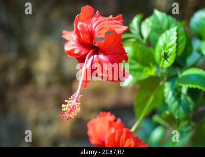 Red Chaina Rose Flower u0026 Bud With Green Leaves On Blur Background 