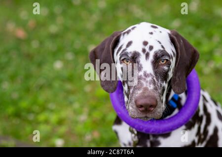 Happy young Dalmatian dog sitting outdoors with a puller ring toy around its neck. The portrait of Dalmatian puppy is sitting on meadow, in garden Stock Photo