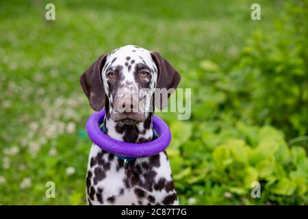 Happy young Dalmatian dog sitting outdoors with a puller ring toy around its neck. The portrait of Dalmatian puppy is sitting on meadow, in garden Stock Photo