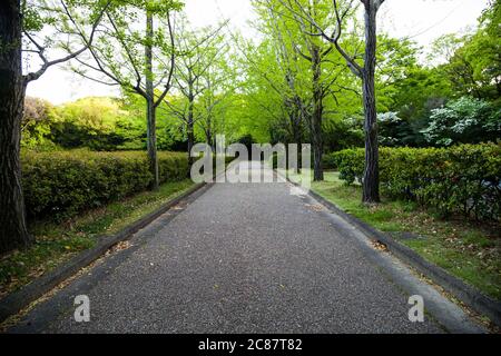 Roadside green ginkgo tree in Japan Stock Photo