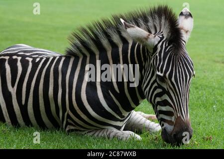 closeup portrait of a wild young juvenile Zebra lying down grazing on grass in the Drakensberg South Africa Stock Photo