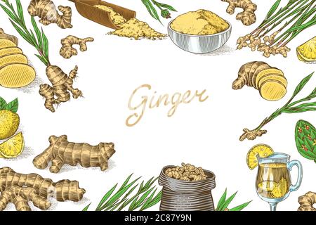 Ginger root Poster or banner. Chopped rhizome, Fresh plant background. Bag and tea in glass cup. Vector Engraved hand drawn sketch. Pieces of Stock Vector