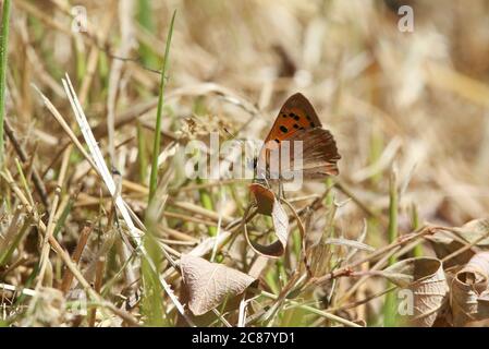 A Small Copper Butterfly,  lycaena phlaeas, perching on a dead leaf in the grass. Stock Photo