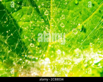Rainwater drops in a spider's web against a green leaf background. Stock Photo
