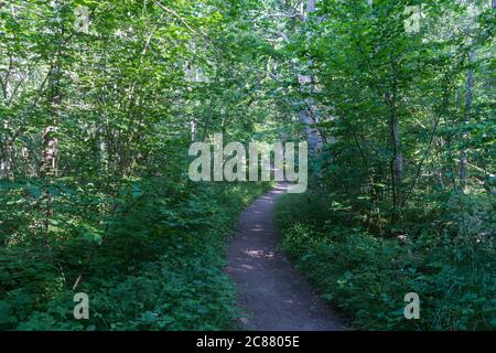 Empty footpath winding through a lush greenery in summertime Stock Photo