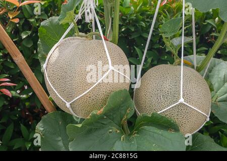 ☆chestnus & melon Green melons or cantaloupe melons (Cucumis melo) plants