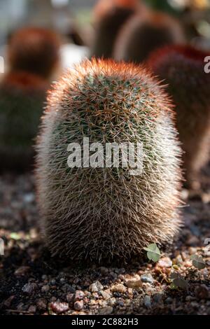 Mammillaria spinosissima, also known as the spiny pincushion cactus in Winter Garden municipal conservatory in Helsinki, Finland Stock Photo