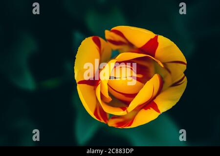Beautiful image of a yellow and red tulip taken from above.  The deep green colored leaves and stems sit in the background Stock Photo