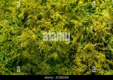 full frame fresh green moss closeup Stock Photo