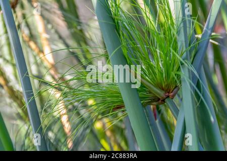 full frame closeup shot showing some nile grass vegetation Stock Photo