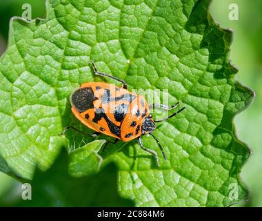 painted bug on a green leaf in sunny ambiance Stock Photo