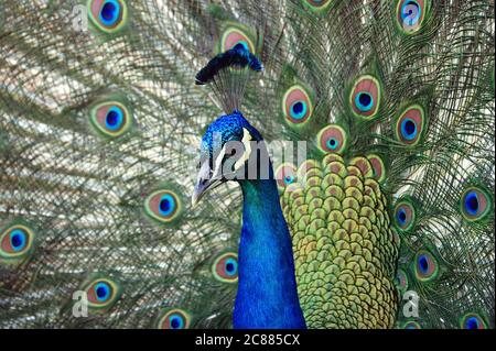 Indian Peafowl - Pavo cristatus, beatiful iconic colored bird from Indian forests and meadows, Sri Lanka. Stock Photo