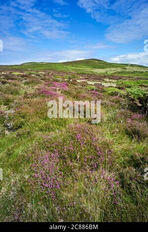 Heather and wild grasses on the moorland landscape at Bradda Head, Isle of Man Stock Photo