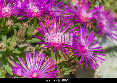 Hardy pink ice plants in bloom, flowering succulent Delosperma cooperi close up Stock Photo