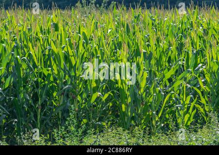 Corn maize filed in summer Stock Photo