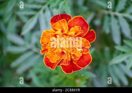 Close up of French marigold iflower n the garden, Tagetes patula nana Stock Photo