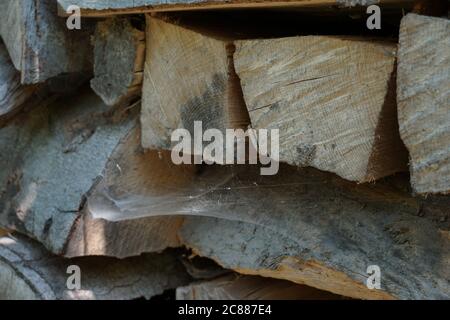 Two square logs in cross section close up, with a thick spider web under them. Stock Photo