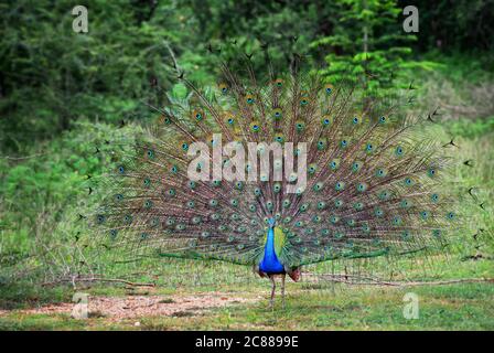Indian Peafowl - Pavo cristatus, beatiful iconic colored bird from Indian forests and meadows, Sri Lanka. Stock Photo