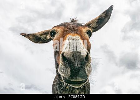 Donkey head close-up taken by downside Stock Photo