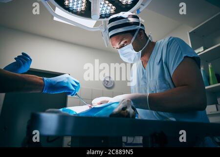 Veterinary doctor during surgery at animal hospital. Anesthetized cat lying on operating table. Stock Photo