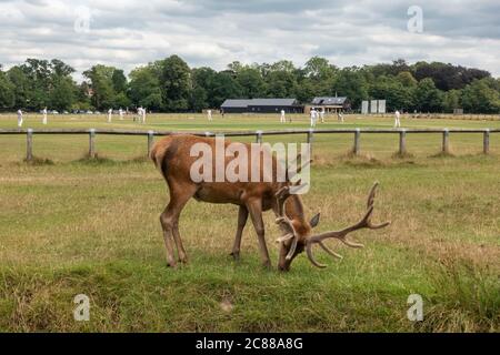 Red deer grazing in Richmond Park Stock Photo - Alamy