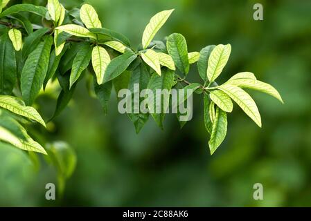 Two colors peach Leaves, on an isolated branch, against a green background Stock Photo