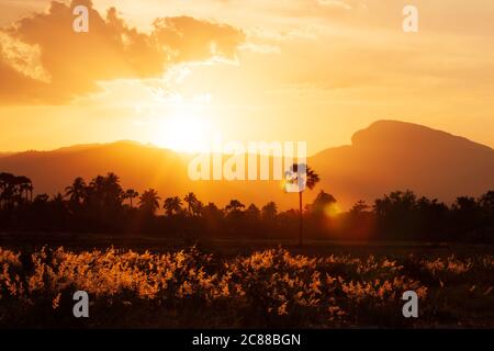 Glowing rose natal grass flowers fields at sunset, meadow and mountains in the backgrounds. Vacations concept. Stock Photo
