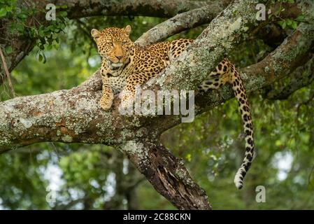 Leopard lies on lichen-covered branch in tree Stock Photo