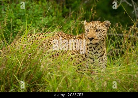 Leopard stands in long grass looking left Stock Photo