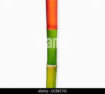 Bright and colourful crownshafts and leaf sheaths of Cyrtostachys renda isolated on white background with clipping path. Stock Photo