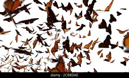 group of monarch butterflies, Danaus plexippus swarm isolated on white background Stock Photo