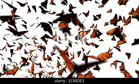 swarm of monarch butterflies, Danaus plexippus group isolated on white background Stock Photo