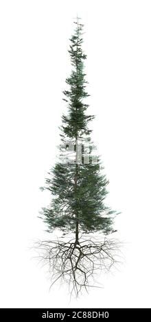 tall conifer tree with roots hovering isolated on white background Stock Photo