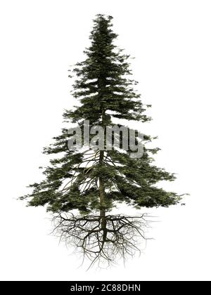 conifer tree with roots isolated on white background Stock Photo