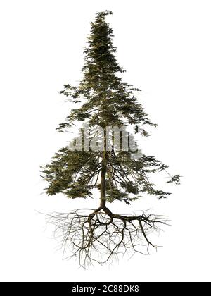 spruce tree with roots isolated on white background Stock Photo
