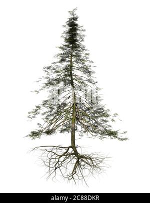 conifer tree with roots hovering isolated on white background Stock Photo