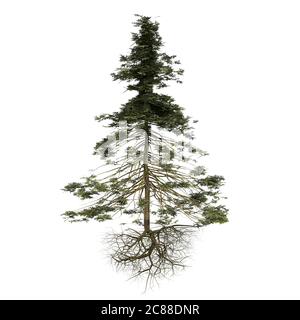 spruce tree with roots isolated on white background Stock Photo