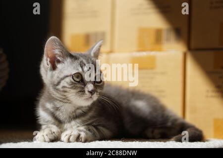 British Shorthair Kitten Stock Photo